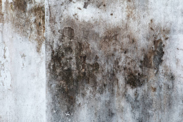 Reliable Buxton, NC Mold Removal Solutions